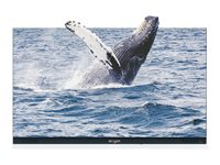 Absenicon C138 - 138" Diagonalklasse 3.0 Series LED-bakgrunnsbelyst LCD-skjerm - konferanse - 1080p 1920 x 1080 112C13812BR3GRS22